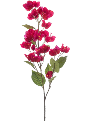 Bougainvillea