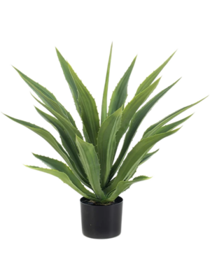 Agave