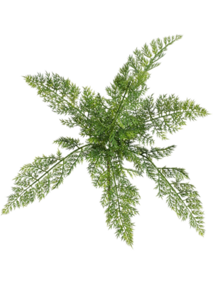 Asparagus
