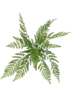 Asplenium