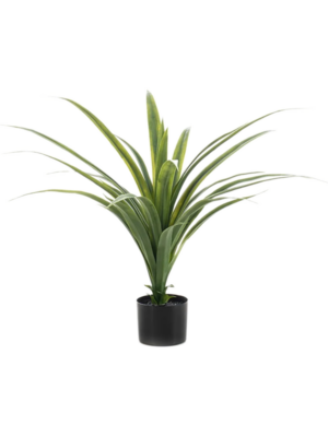 Draceana