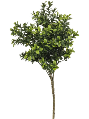 Buxus