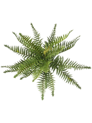 Forrest Fern