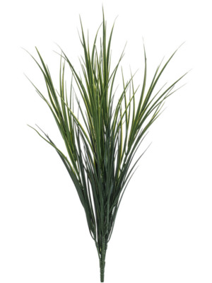 Grass