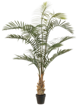 Areca