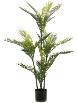 Palm