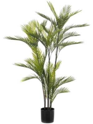 Palm