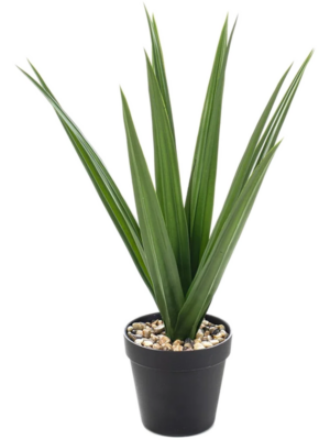 Dracaena