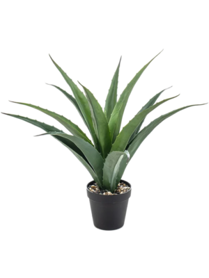 Agave