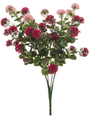 Bellis
