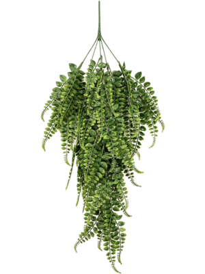 Adianthum