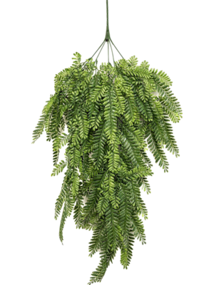 Fern