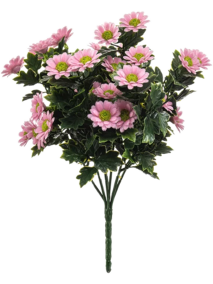 Daisy