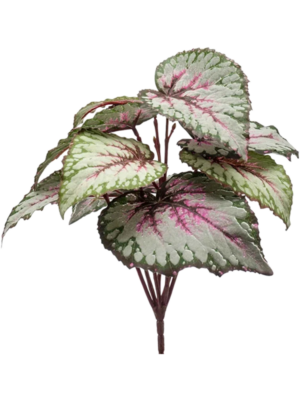 Begonia leaves