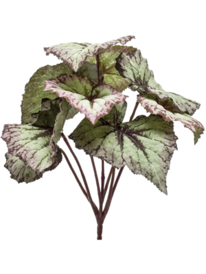 Begonia leaves