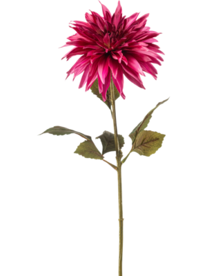 Dahlia