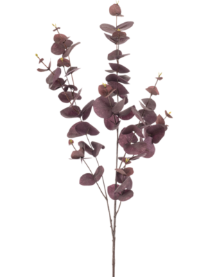 Eucalyptus