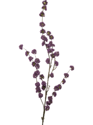 Callicarpa