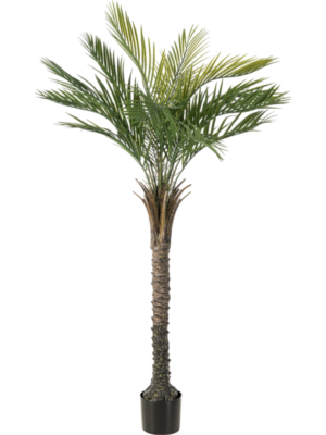 Palm