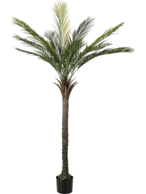 Palm
