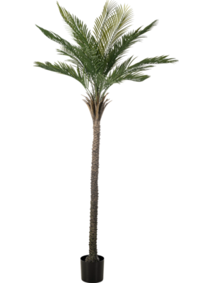Palm