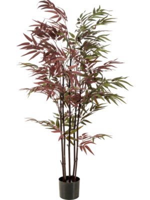 Bamboo