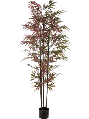 Bamboo
