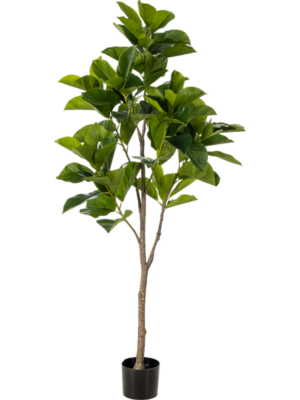 Ficus