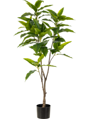 Ficus