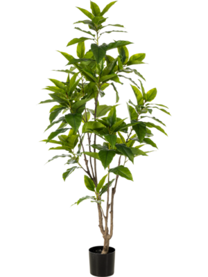 Ficus