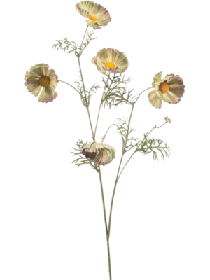 Cosmos