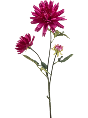 Dahlia Spider