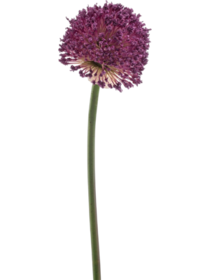 Allium