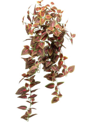 Coleus