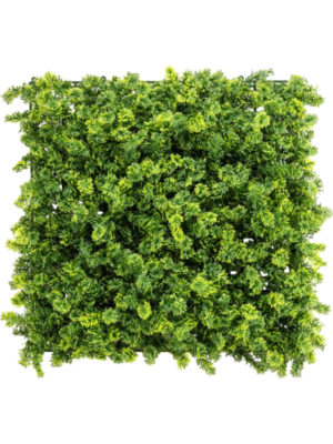 Moss