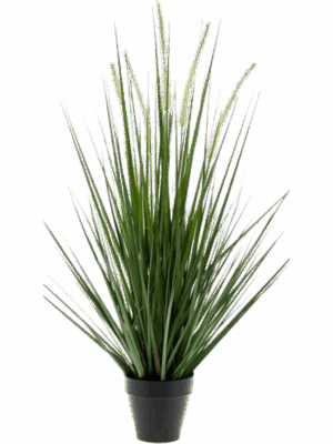 Grass Alopecurus