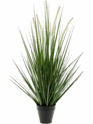 Grass Alopecurus