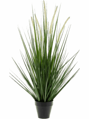 Grass Alopecurus