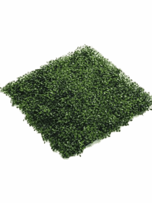 Boxwood