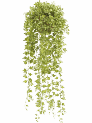 Ivy