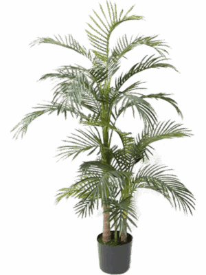 Areca
