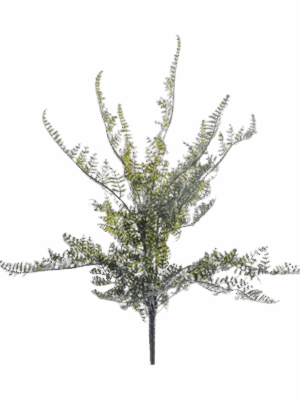 Fern