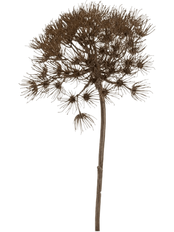 Heracleum