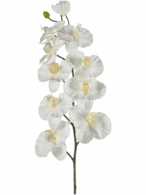 Phalaenopsis