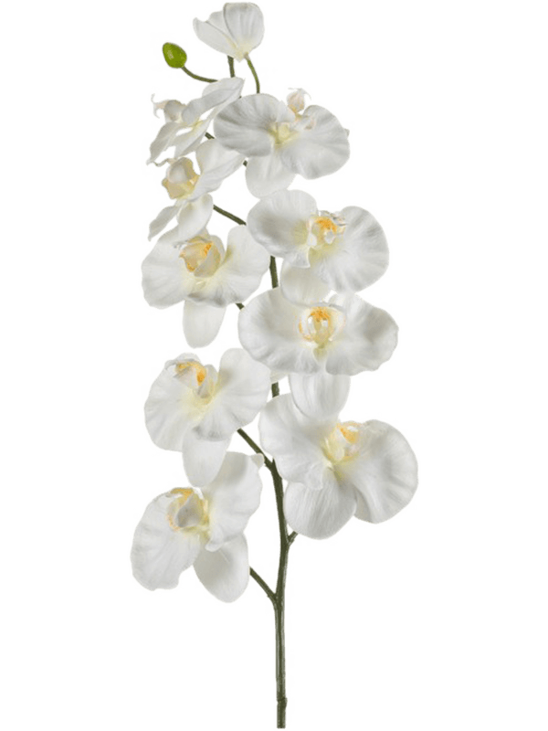Phalaenopsis