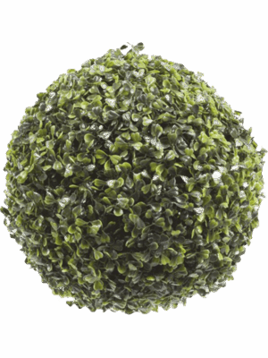 Boxwood
