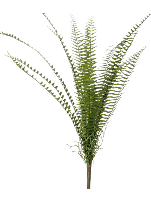 Fern Nephrolepis