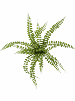 Fern Pellaea