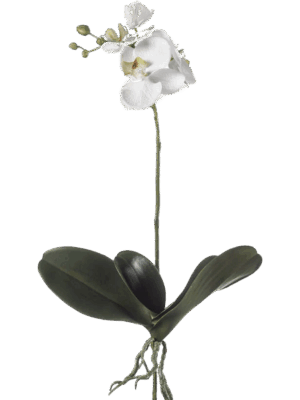 Phalaenopsis