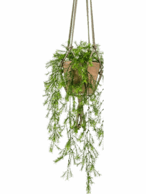 Asparagus Sprengeri